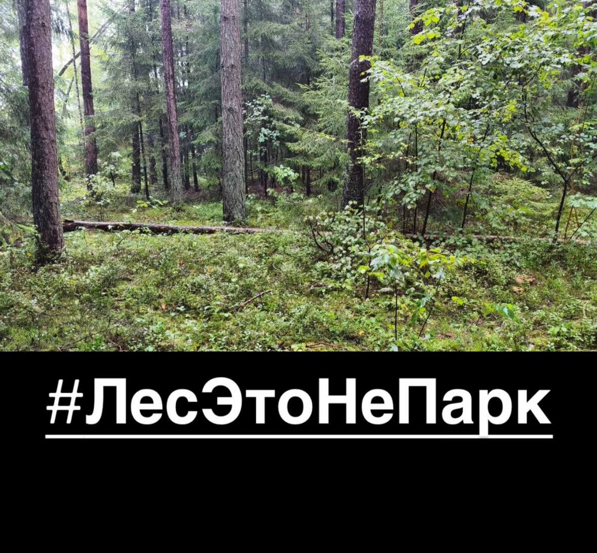 Лес Это Не Парк
