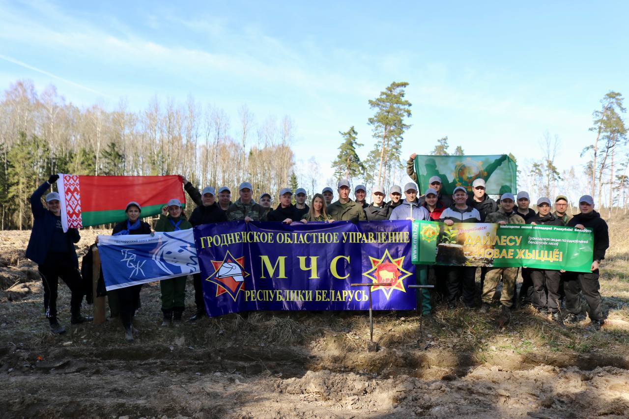 В этом году работники Гродненского областного  управления МЧС, поддержав инициативу Минлесхоза, продолжили восстанавливать поврежденный участок и приняли участии в акции