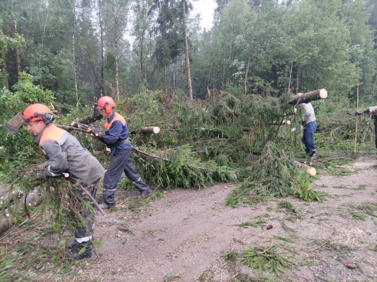 С самого утра работники Гольшанского лесничества приступили к ликвидации последствий стихии, которая вчера обрушилась на территорию Сморгонского опытного лесхоза.