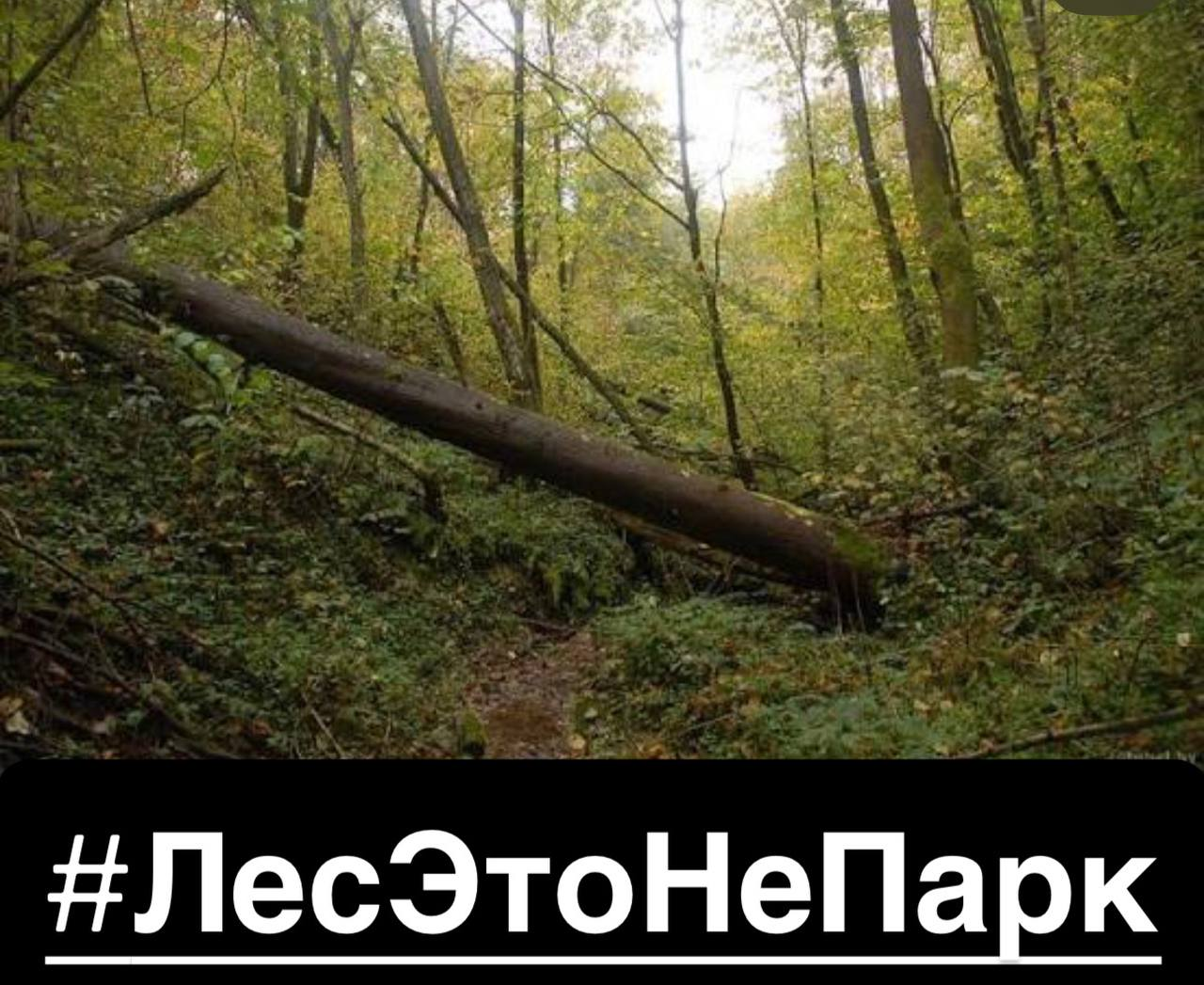 ЛЕС - ЭТО НЕ ПАРК!