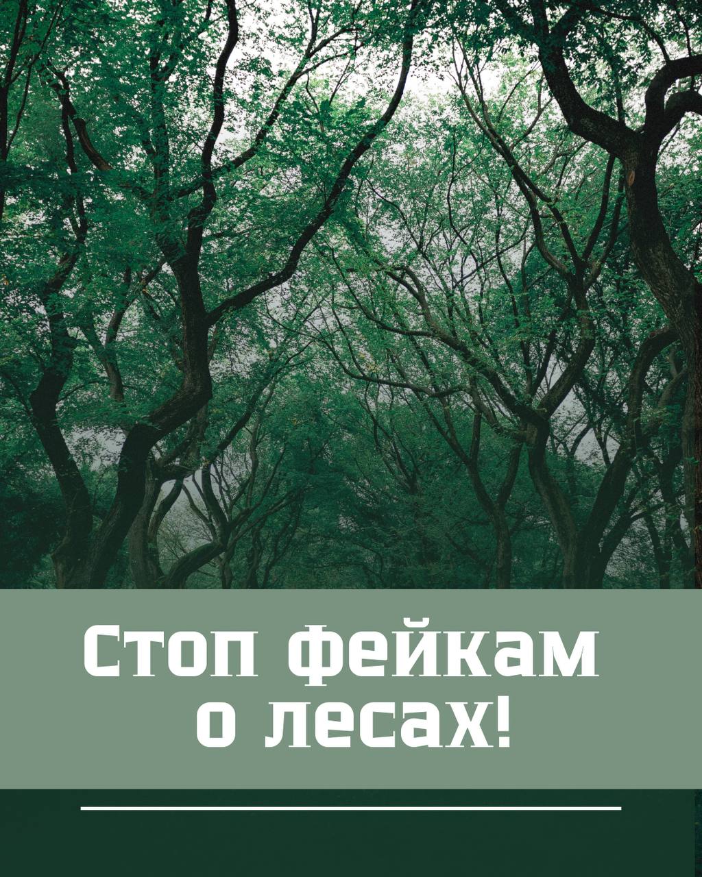 СТОП ФЕЙКАМ О ЛЕСАХ!