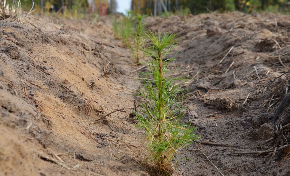Этой весной в Гродненской области планируют посадить более 2,3 тыс. га нового леса