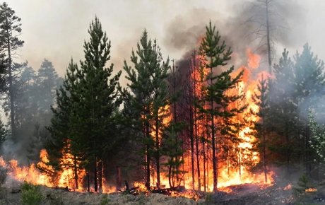 Лесные пожары – главный враг леса