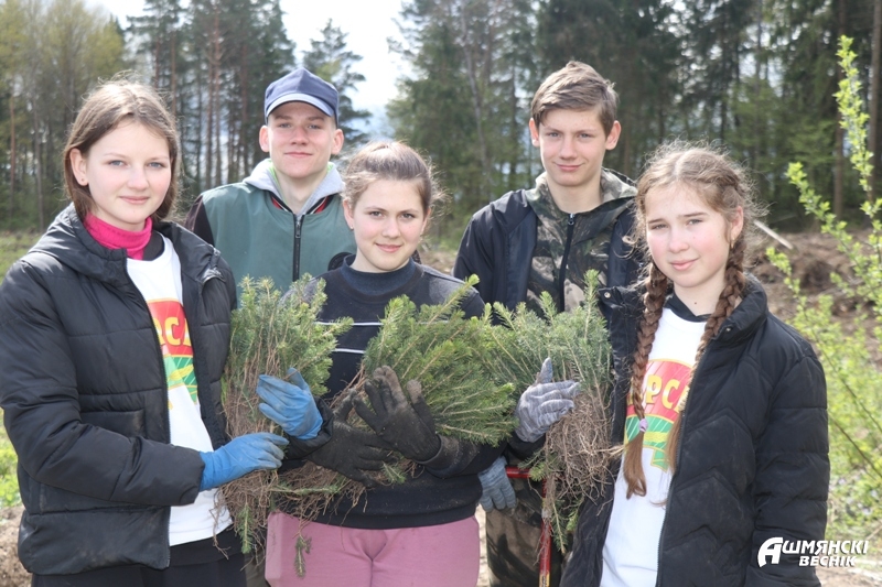 Участники студотрядов обновляют леса в Ошмянском районе