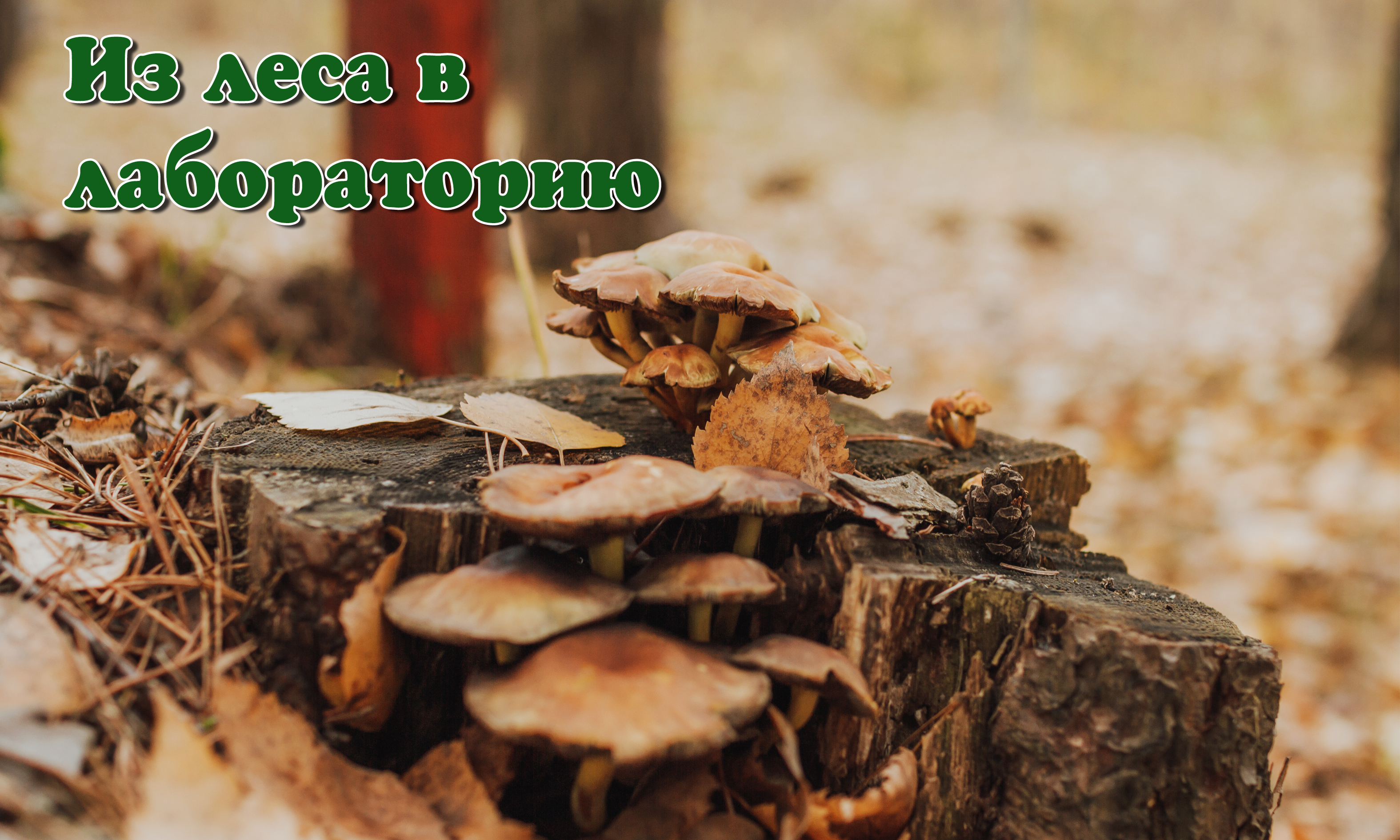 Из леса в лабораторию