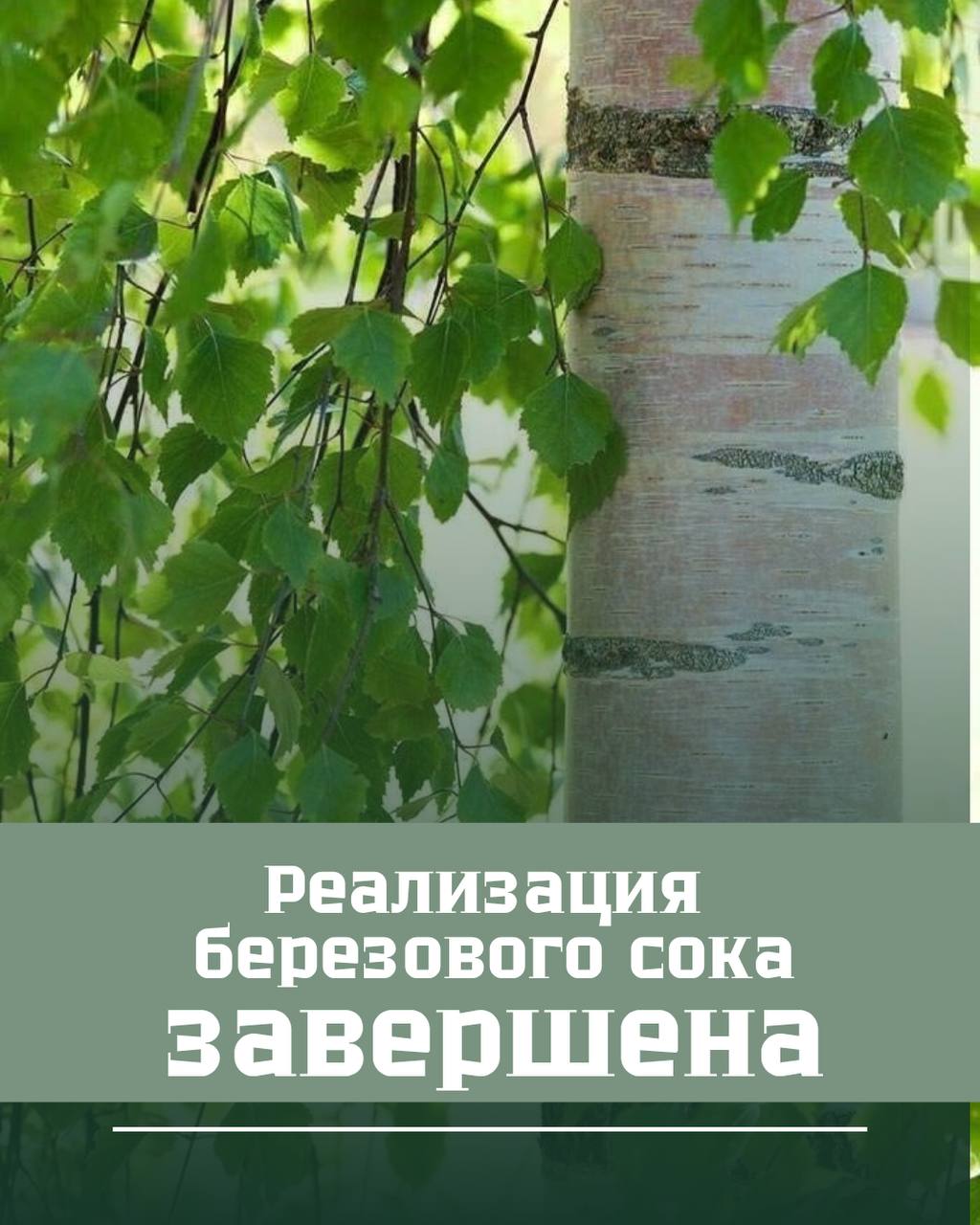 Реализация березового сока ЗАВЕРШЕНА