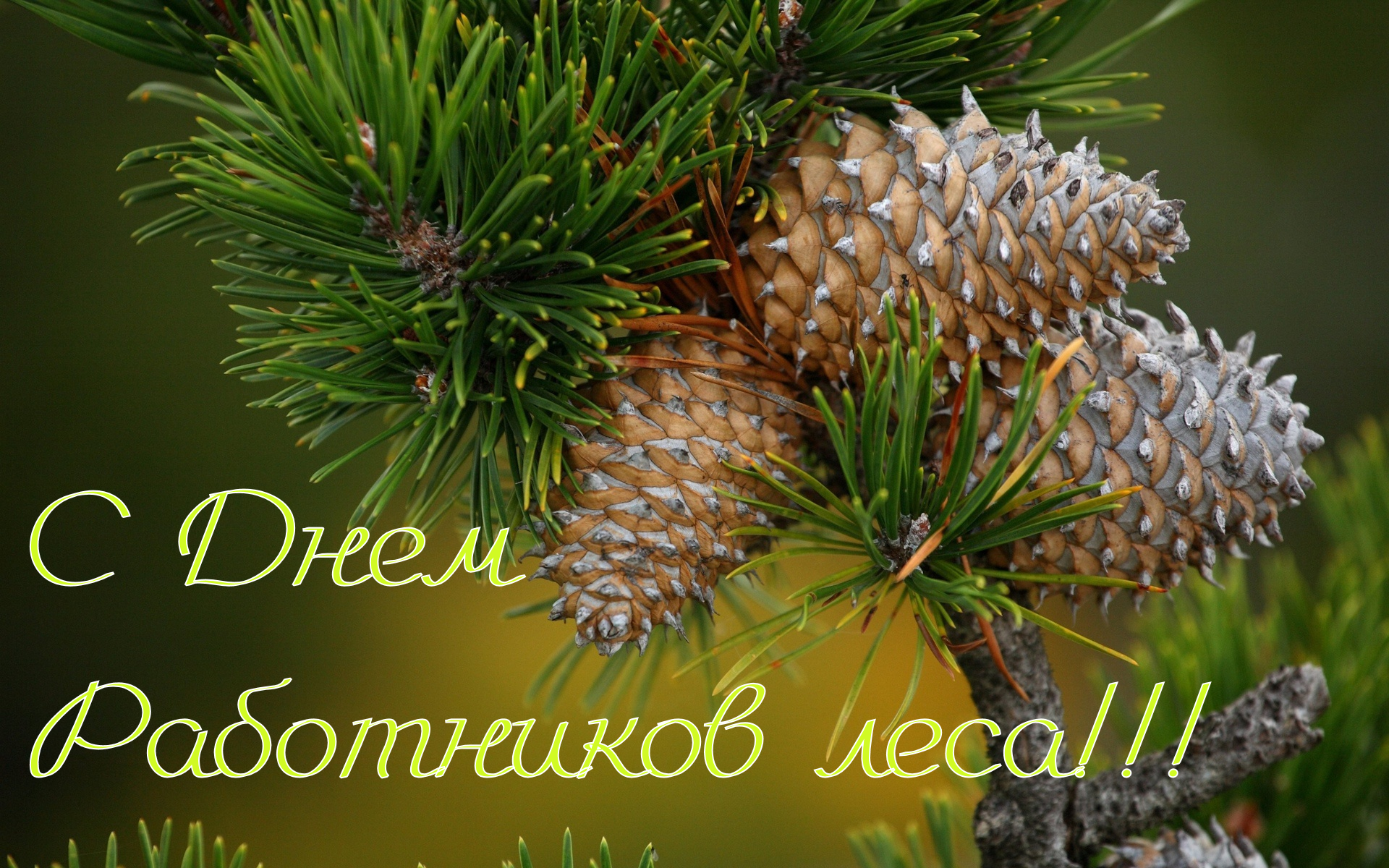 С Днем Работников лесного хозяйства!