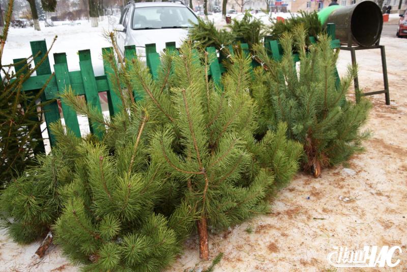 Хвойное разнообразие к Новому году. Елочные базары в нашем районе откроются 20 декабря. Об этом корреспонденту «НЧ» сообщили в Волковысском лесхозе