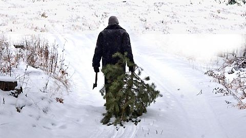 Выгоднее купить законно — рассказали, как в Беларуси борются с елочными браконьерами