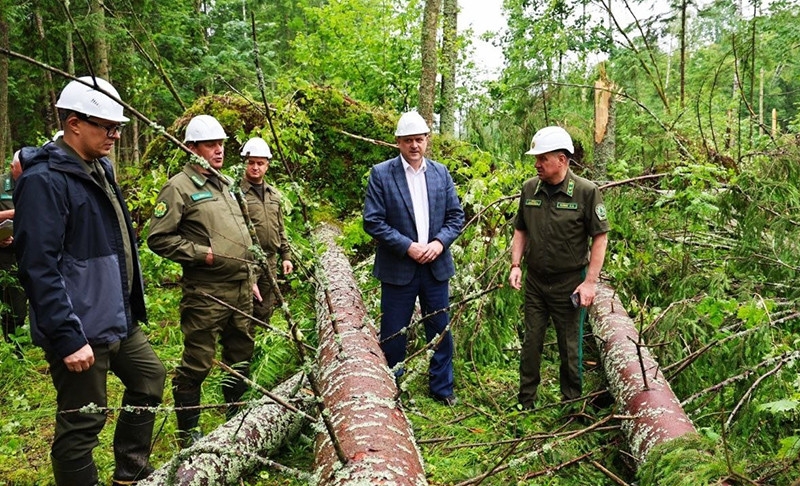 Минлесхоз оценил ущерб от грозового фронта 1 июля: повреждено почти 700 га леса