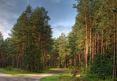 Снятие ограничения на посещение лесов