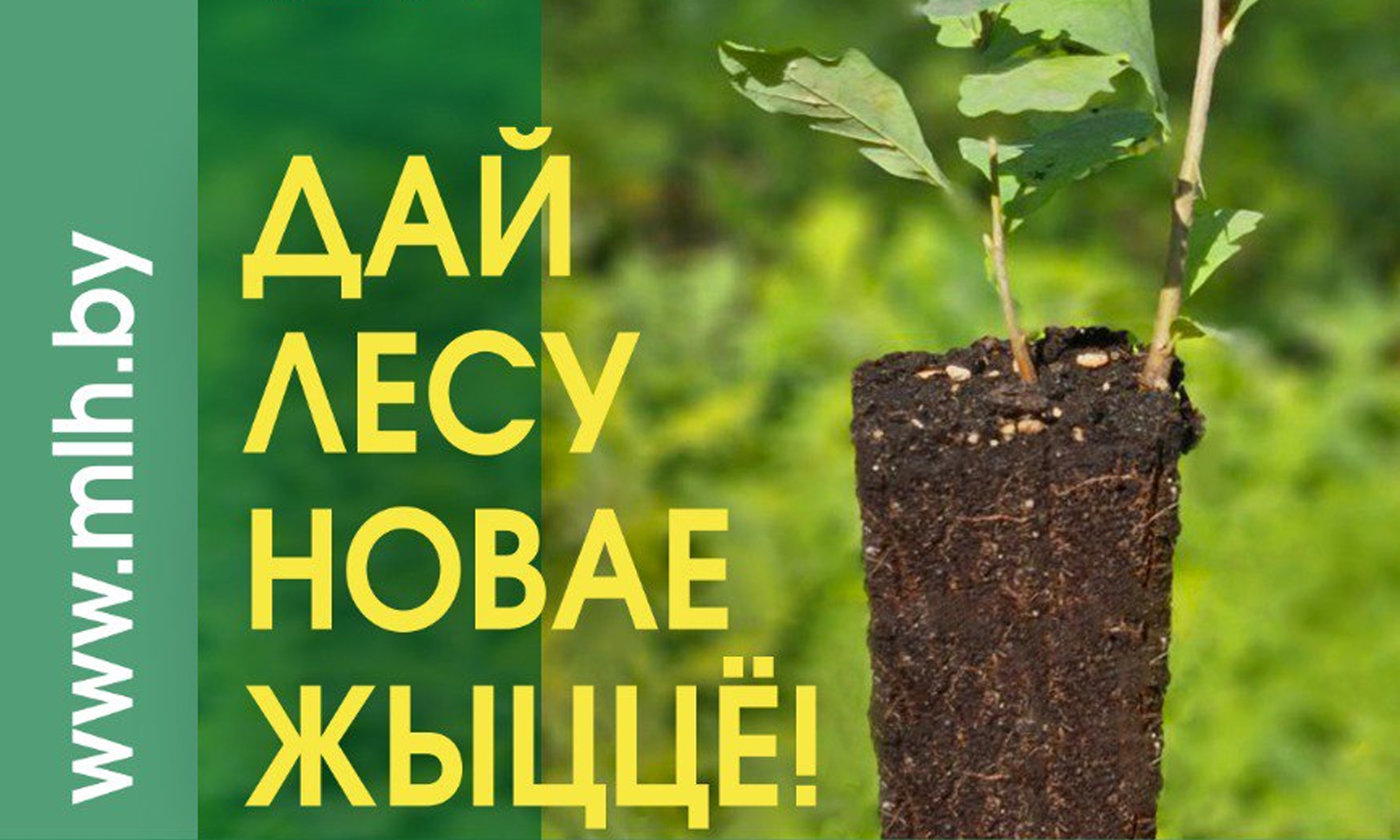 МИНЛЕСХОЗ ПРОВЕДЕТ АКЦИЮ ПО ВОССТАНОВЛЕНИЮ ВЕТРОВАЛЬНО-БУРЕЛОМНЫХ УЧАСТКОВ