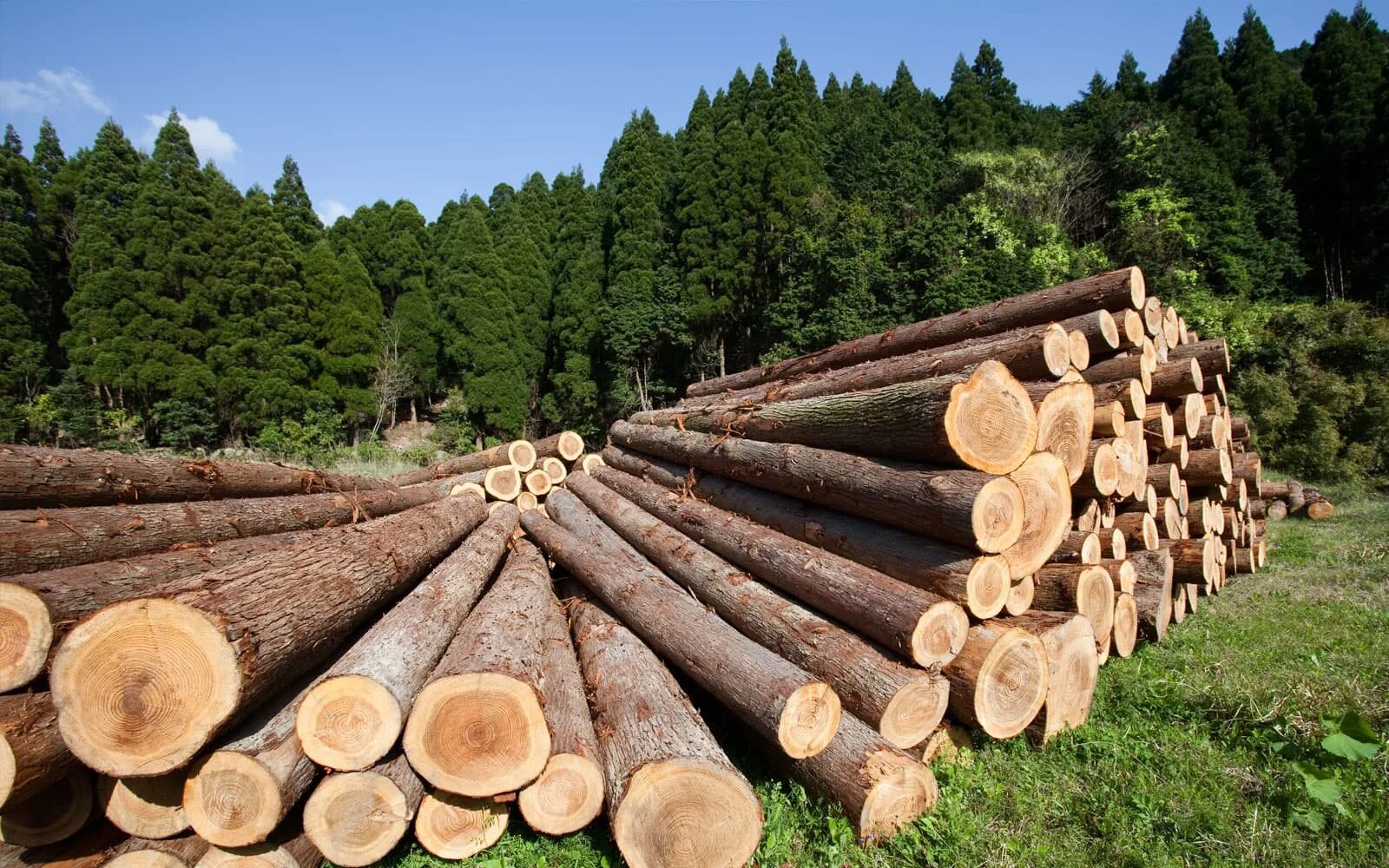 Усовершенствован порядок реализации древесины 