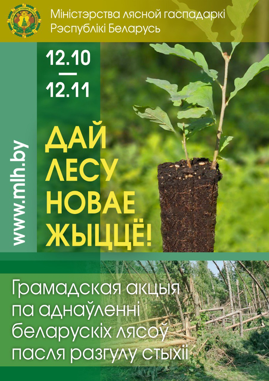 В республиканской акции «Дай лесу новае жыццё!» приняли участие более 76 тысяч белорусов — Минлесхоз