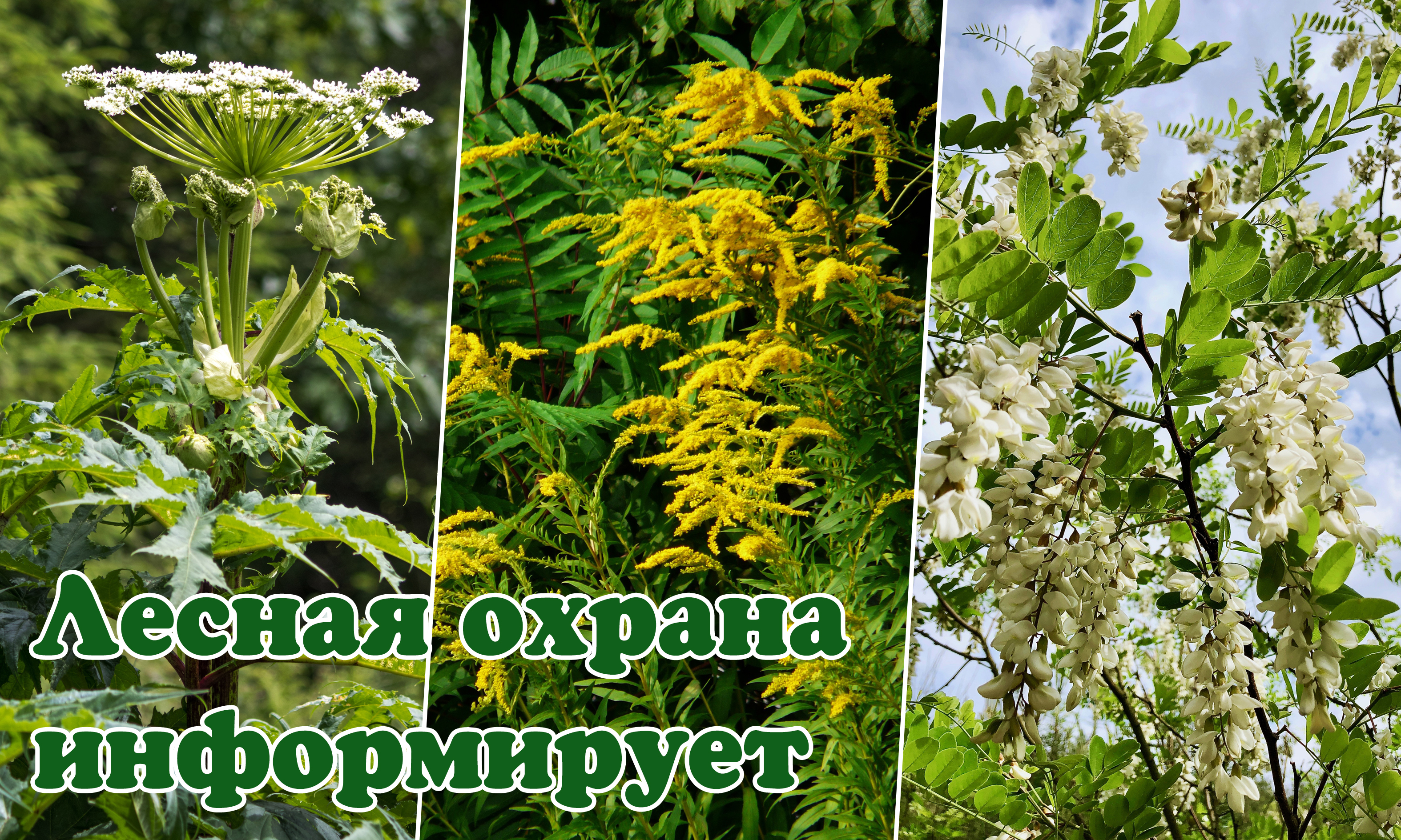 Лесная охрана информирует