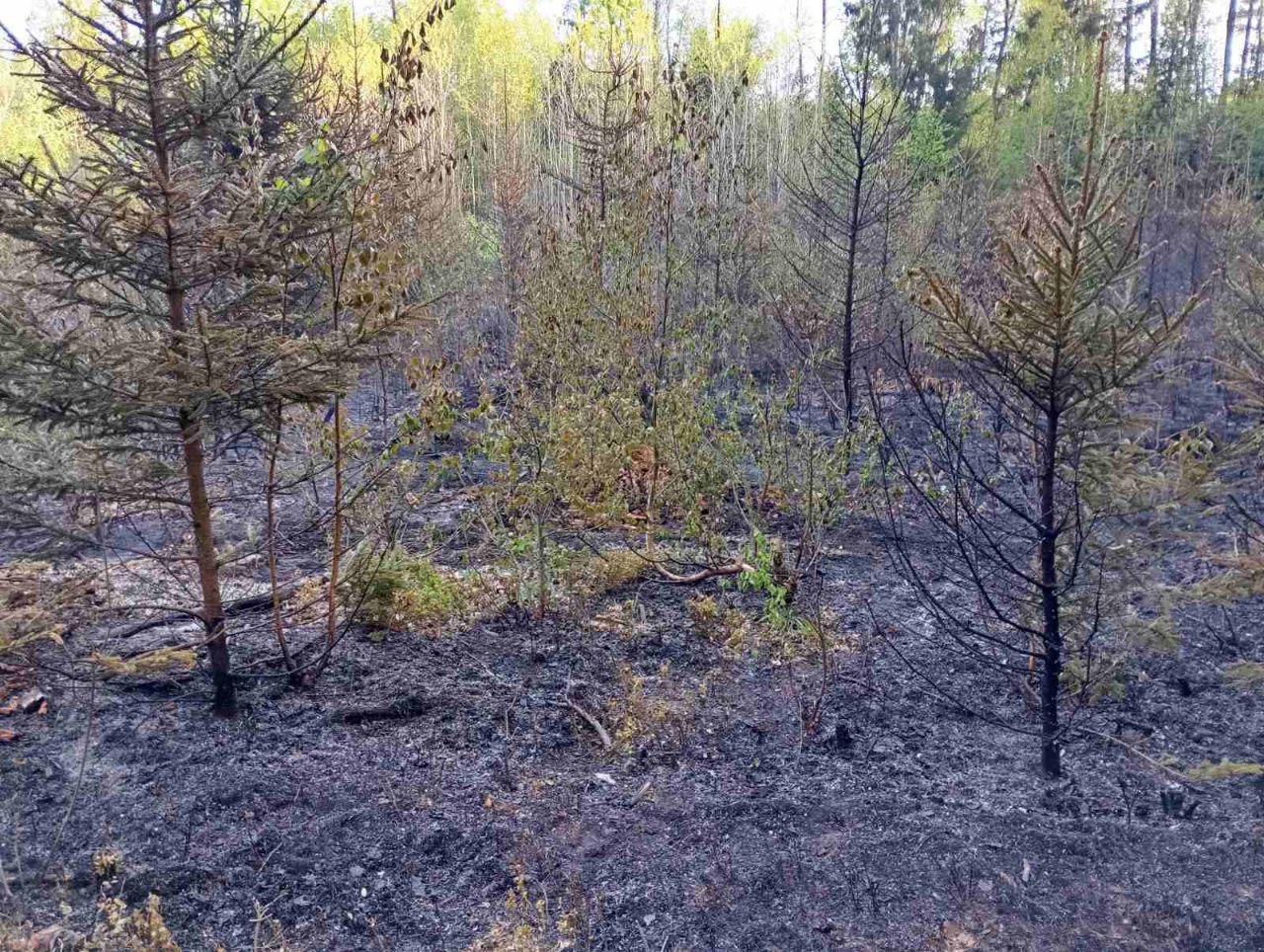 Первый лесной пожар в текущем сезоне